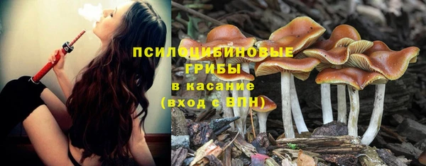 прущие грибы Алексеевка
